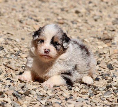 Femelle bleu merle 1