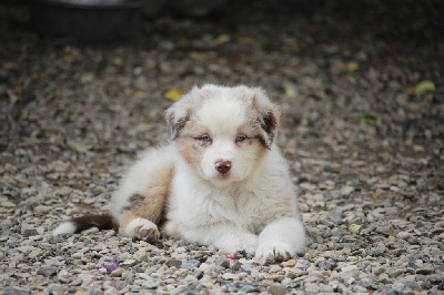 Femelle rouge merle 3