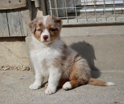 Femelle rouge merle 4