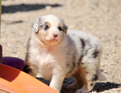 Mâle bleu merle