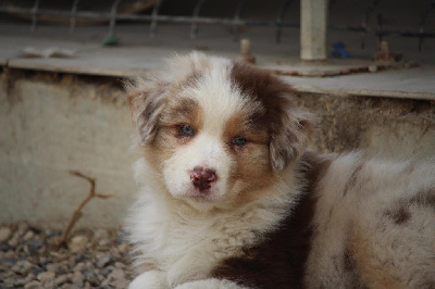 Femelle rouge merle 1