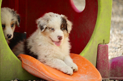 Femelle rouge merle 2