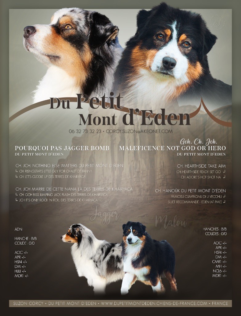 Chiot Berger Australien Du Petit Mont D'éden