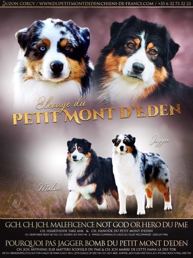 Chiot Berger Australien Du Petit Mont D'éden