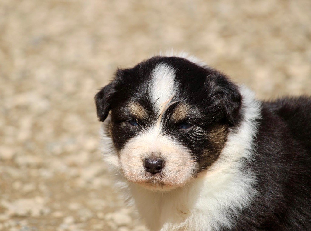 Du Petit Mont D'éden - Chiots disponibles - Berger Australien