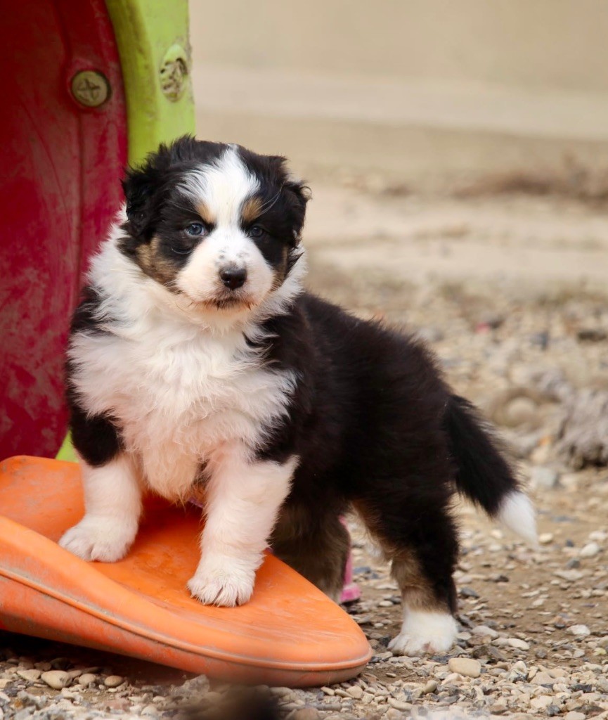 Du Petit Mont D'éden - Chiots disponibles - Berger Australien