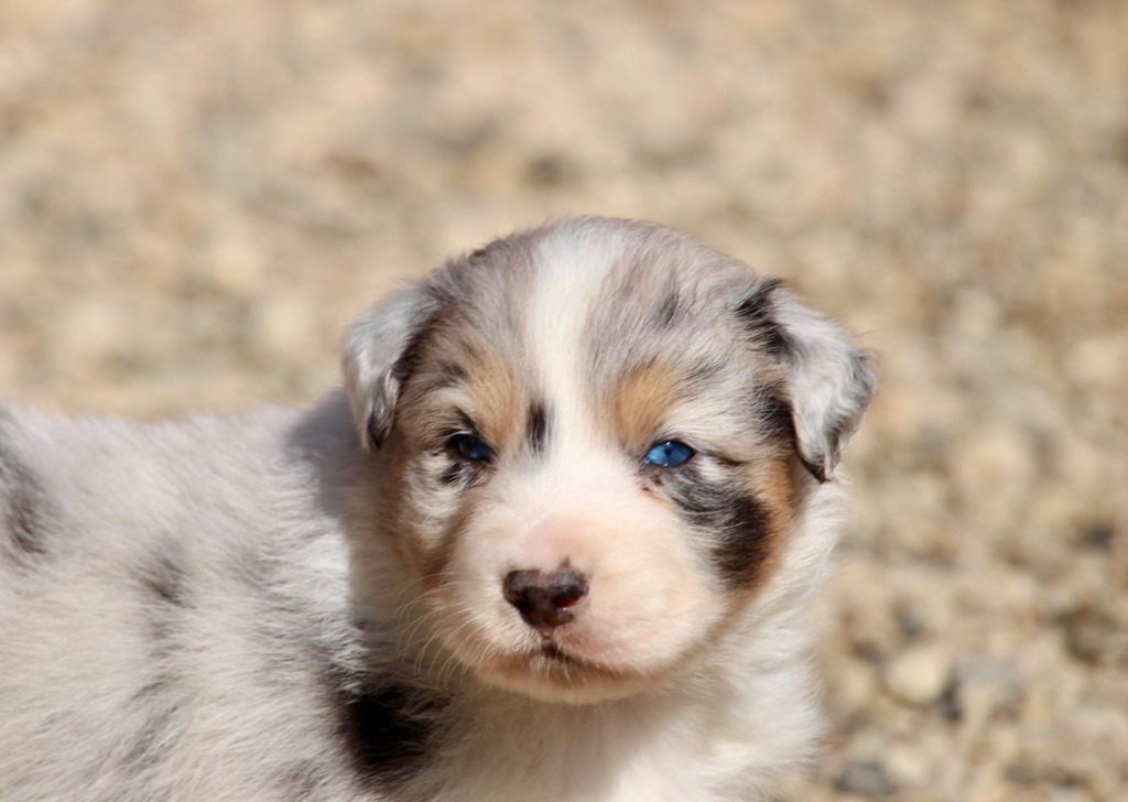 Du Petit Mont D'éden - Chiots disponibles - Berger Australien