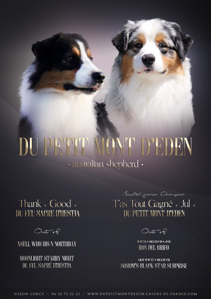 Chiot Berger Australien Du Petit Mont D'éden