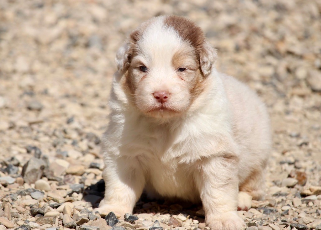 Du Petit Mont D'éden - Chiots disponibles - Berger Australien
