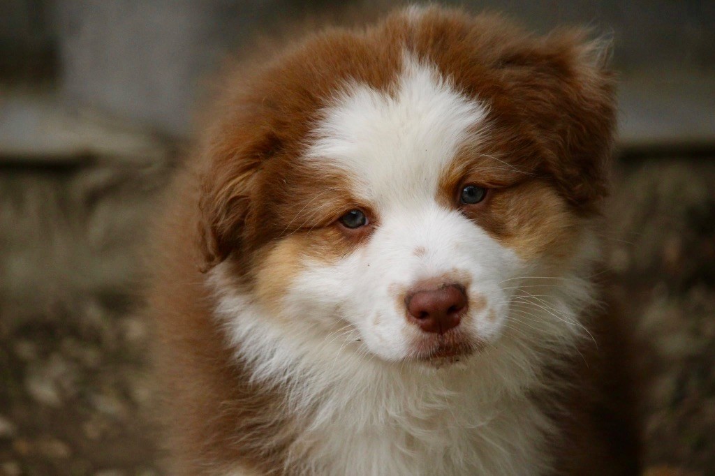 Du Petit Mont D'éden - Chiots disponibles - Berger Australien