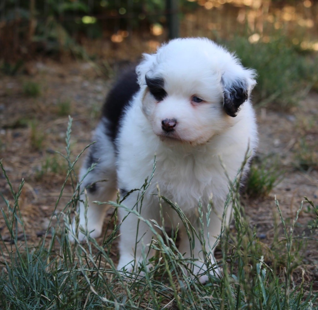 Du Petit Mont D'éden - Chiots disponibles - Berger Australien