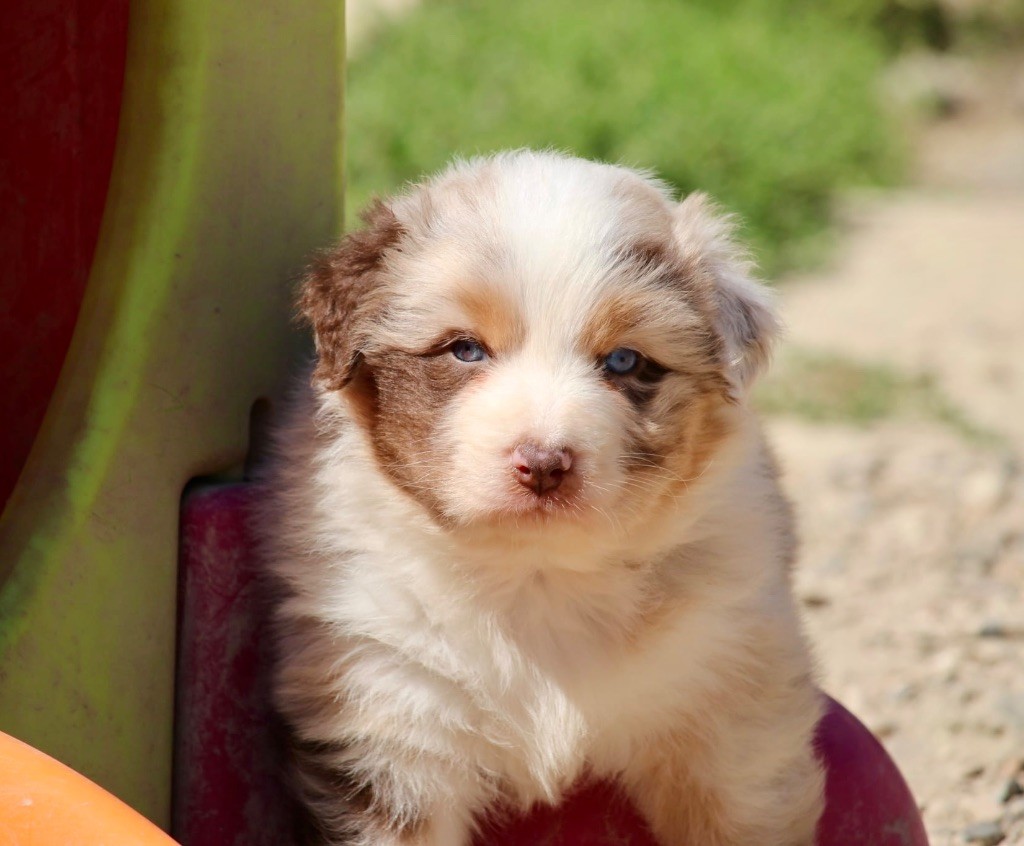 Du Petit Mont D'éden - Chiots disponibles - Berger Australien