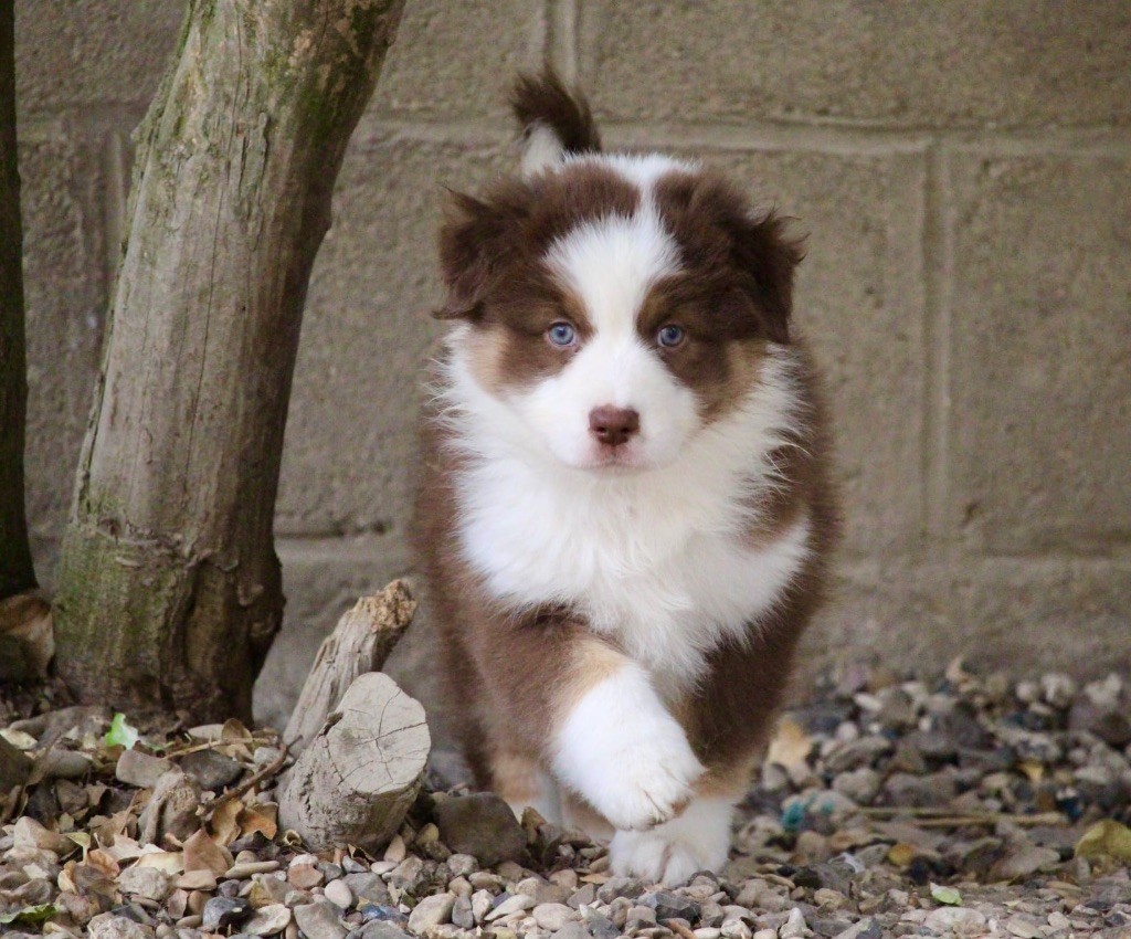 Du Petit Mont D'éden - Chiots disponibles - Berger Australien
