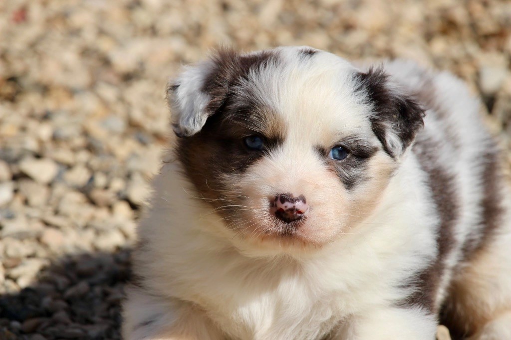 Du Petit Mont D'éden - Chiots disponibles - Berger Australien