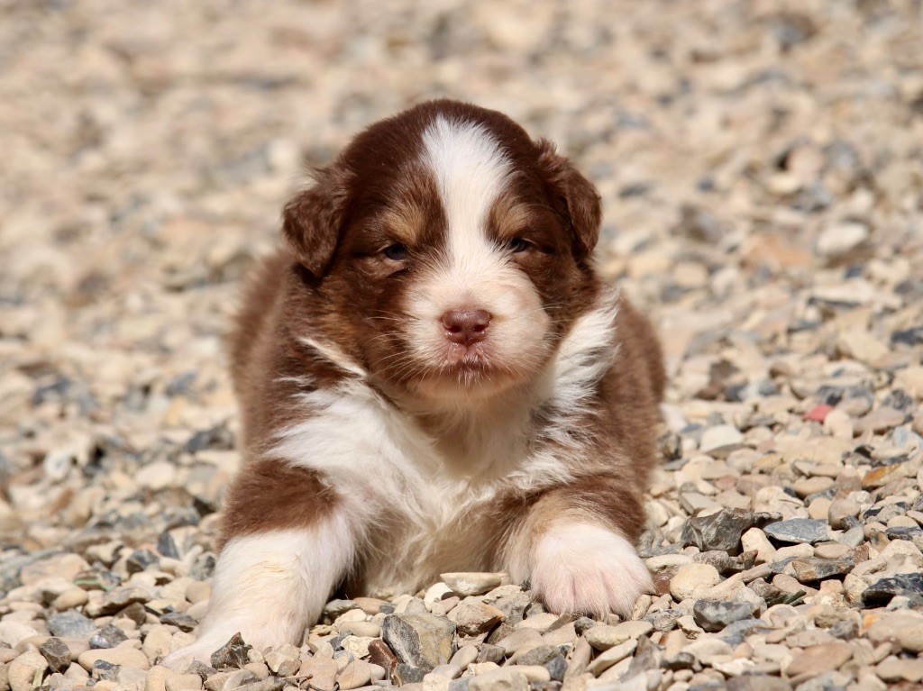 Du Petit Mont D'éden - Chiots disponibles - Berger Australien