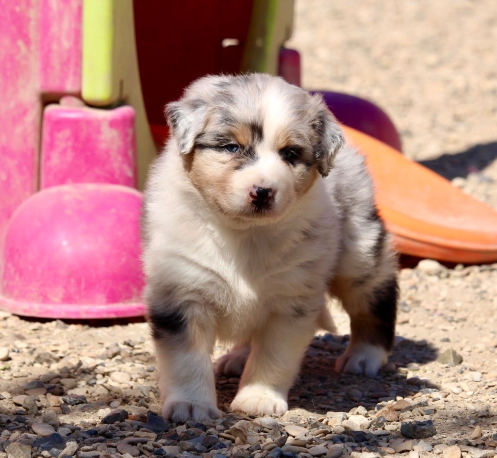 Du Petit Mont D'éden - Chiots disponibles - Berger Australien