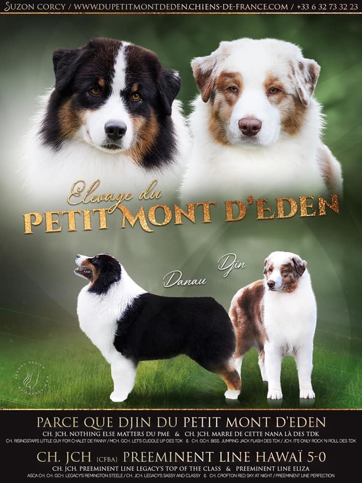 Chiot Berger Australien Du Petit Mont D'éden