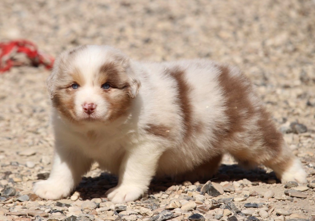 Du Petit Mont D'éden - Chiots disponibles - Berger Australien