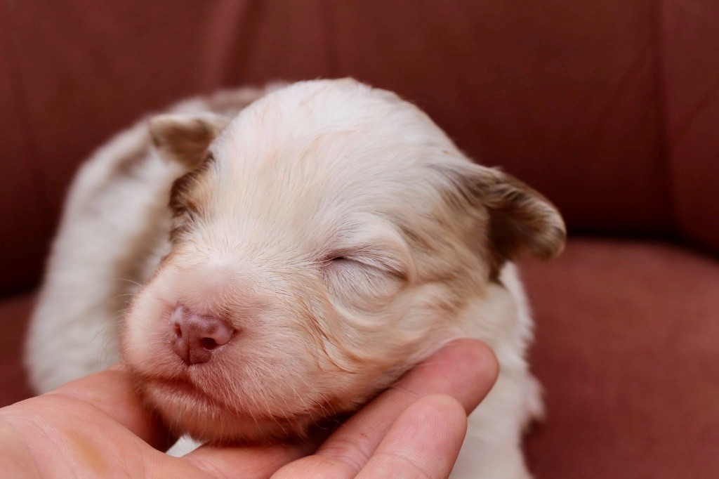 Du Petit Mont D'éden - Chiots disponibles - Berger Australien